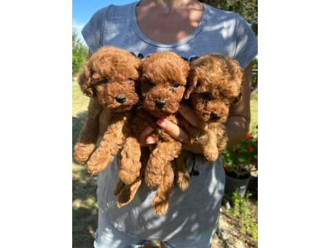 Poodle sevimli yavrular