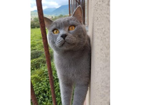Ücretsiz sahiplendirilecek gri british shorthair