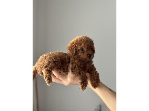 Tuvalet eğitimli toy poodle yavrular