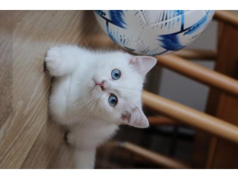 Safkan british shorthair kardeşler