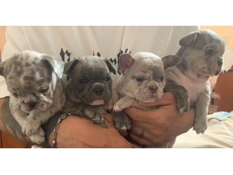Aşılı merle ve blue french bulldog yavrularımız