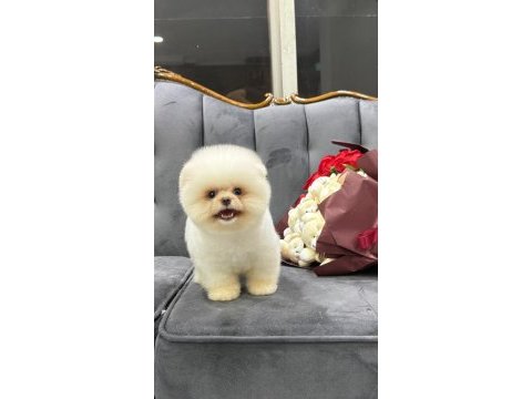Orjinal pomeranian boo