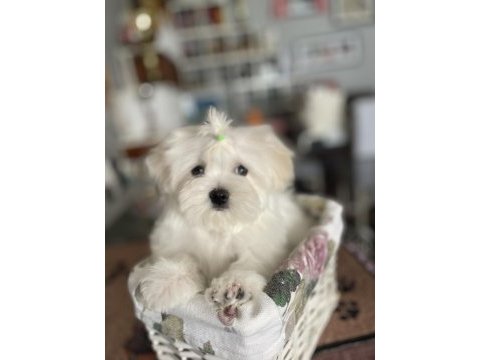 Maltese yavruları