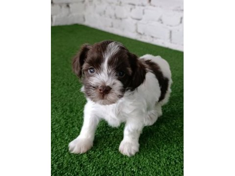 Morkie erkek yavrumuz