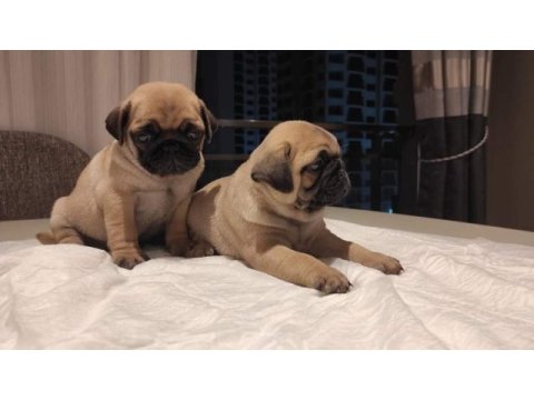 Muhteşem pug mops bebekler a kalite