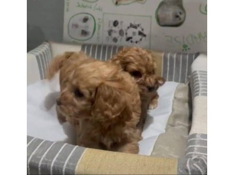 Poodle ayarında efsane yavrular