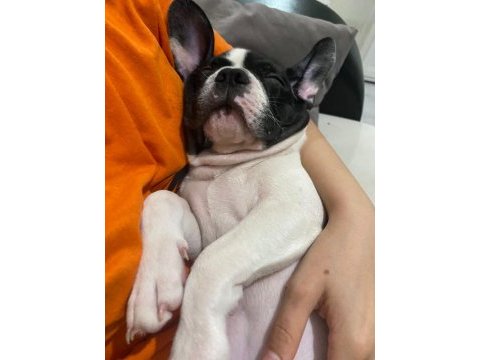 Fransız bulldog köpeği