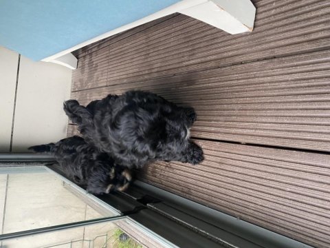 Maltipoo erkek dişi 2 aylık yavrular