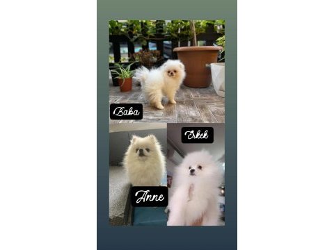 Pomeranian erkek 3,5 aylık
