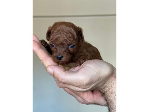 Kore kanı dark brown toy poodle
