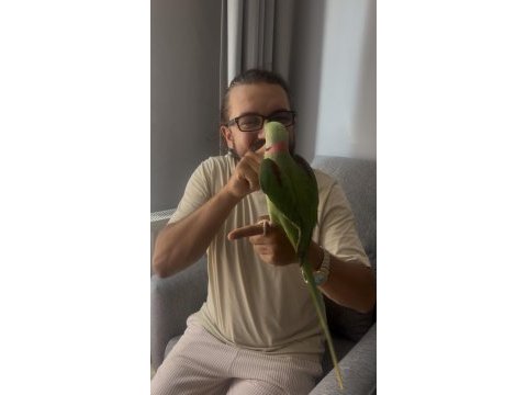 Full evcil erkek alexander papağanı