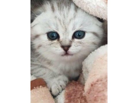 Silver tabby scottish fold