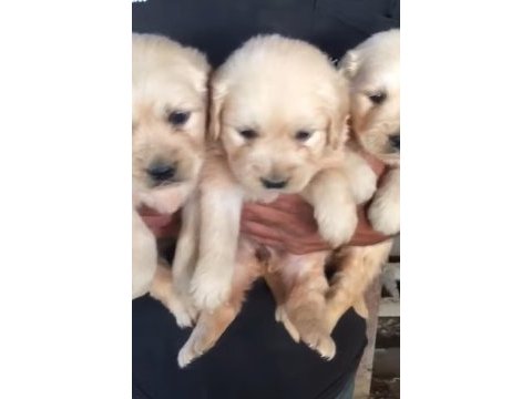 Golden retriever köpeği yavrular