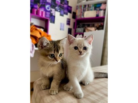 2 aylık british shorthair yavru