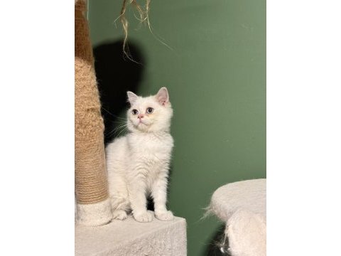 Beyaz golden point yakışıklı british shorthair