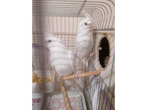 Albino sultan papağanı takımlar