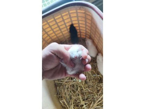 Beyaz ve siyah 1 aylık suriye hamster yavruları