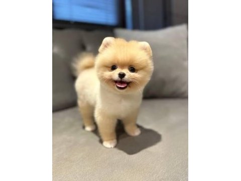 Pomeranian boo safkan