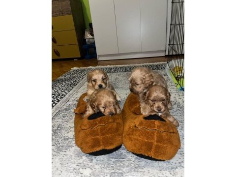 Şeker gibi maltipoo yavrularımız büyümeme garantili