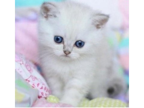 British shorthair dişimiz