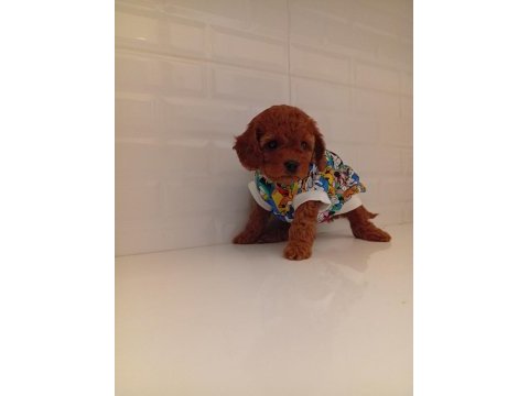 Toy poodle anne altından kaliteli