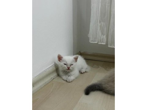 British shorthair yavru kediler