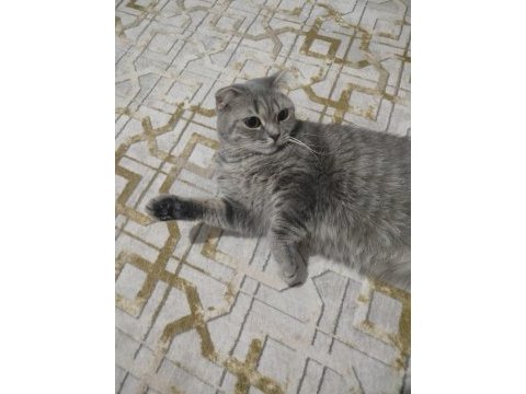 Scottish fold kedisi