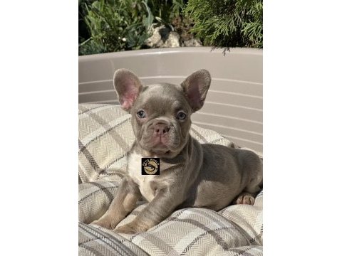 Özel renkler french bulldog yavrularımız