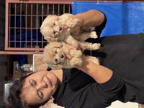 Maltipoo yavrularımız