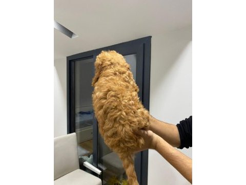 Yavru toy poodle sahiplendirme