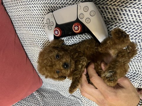 Kore kan 1.5 kilo garantili minyatür toy poodle bebek