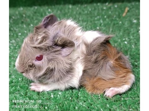 Safkan üst kalite guinea pig yavrular