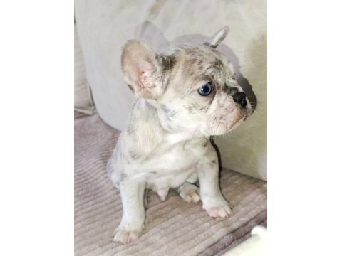 French bulldog yavrularımız ırk garantilidir a kalite