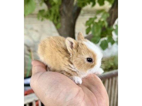 Netherland dwarf karamel tavşanlar