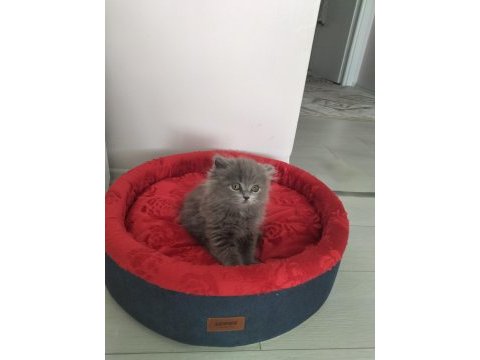 Evimizin neşesi british longhair kedime yuva ariyoruz
