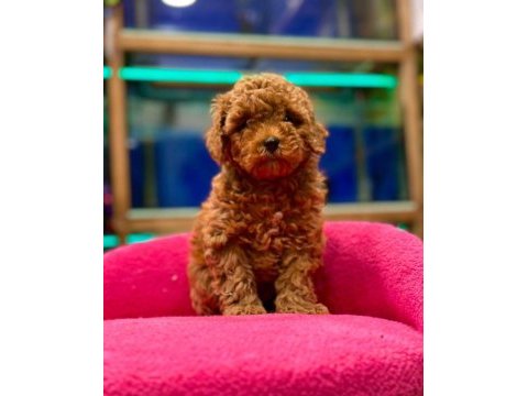 Red brown poodle yavruları aşılı
