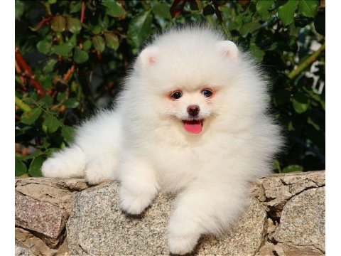Karbeyaz pomeranian boo