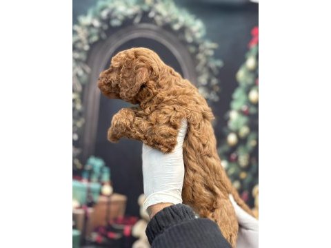 Orijinal toy poodle teddy bear face