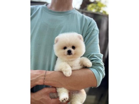Show kalite pomeranian boo yavrular