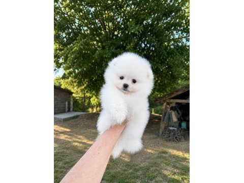 Kartopu gibi ayıcık pomeranian boo