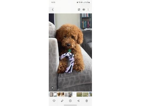 Poodle 4 aylık erkek red brown
