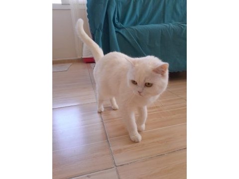 British longhair kedisi