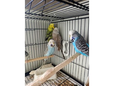Show jumbo dişi muhabbet kuşları