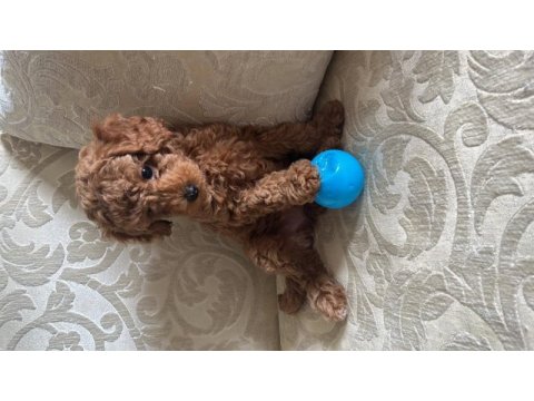 Toy poodle 2 aylık