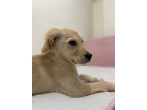 3 aylık golden retriever