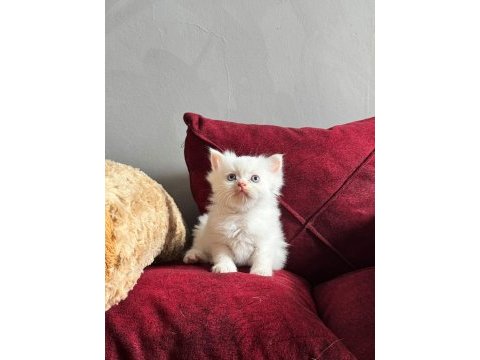 Beyaz mavi gözlü scottish fold bebekler