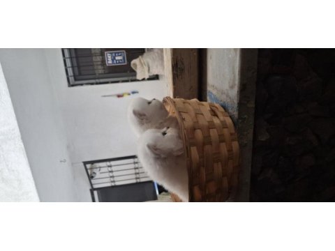 Safkan british longhair dişi erkek 1 buçuk aylık