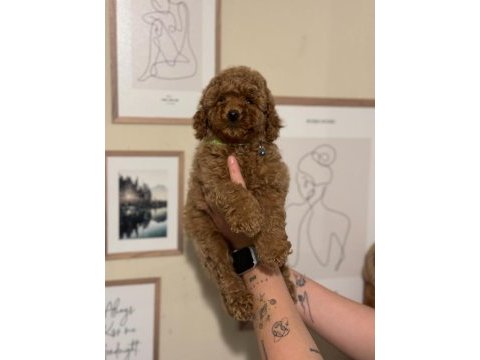 Kore toy poodle yavrular wc eğitimli aşılı