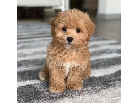 Büyümeyen yavru isteyenlere sınıf maltipoo