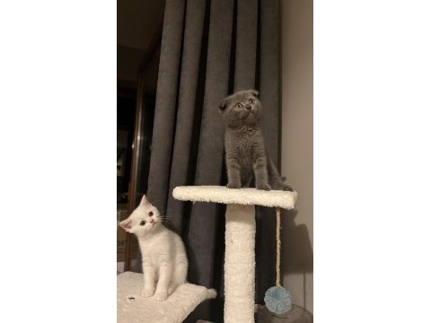 British shorthair ve scottish fold yavru kediler